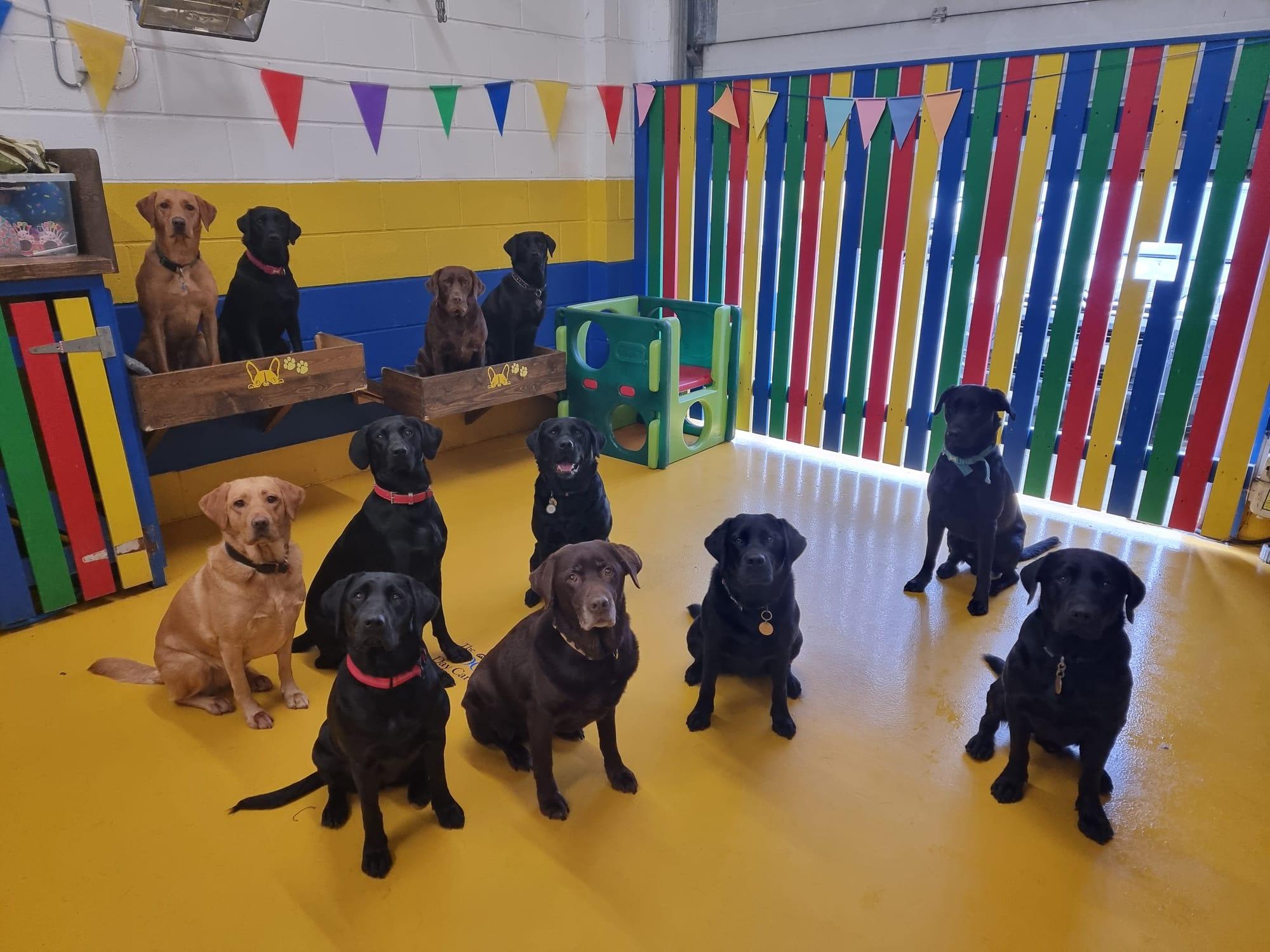 https://thedoggydaycarecentre.com/wp-content/uploads/2022/10/PHOTO-2022-09-28-16-06-48.jpg