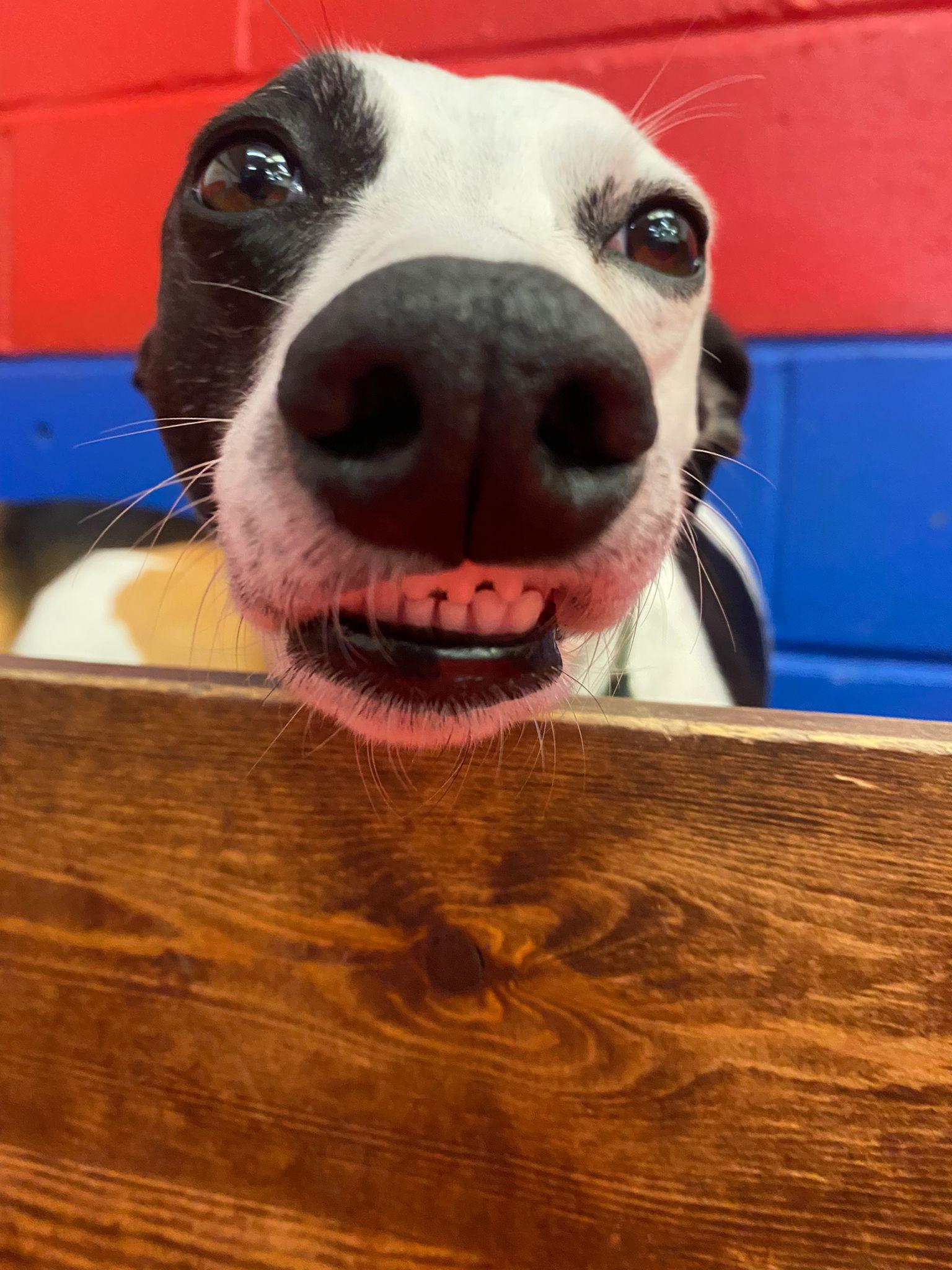 https://thedoggydaycarecentre.com/wp-content/uploads/2022/10/PHOTO-2022-09-28-16-29-51.jpg