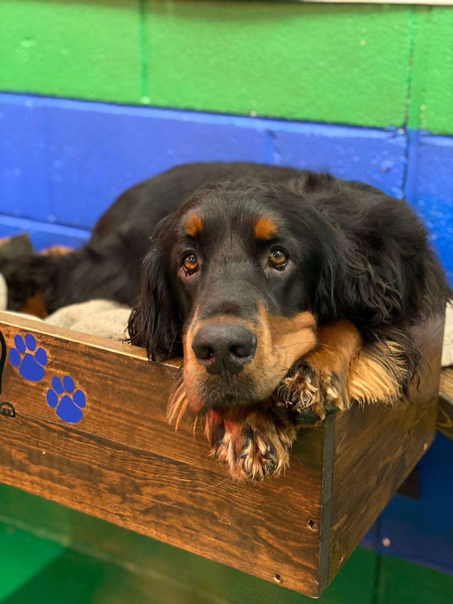 https://thedoggydaycarecentre.com/wp-content/uploads/2022/10/PHOTO-2022-09-28-16-36-08.jpg