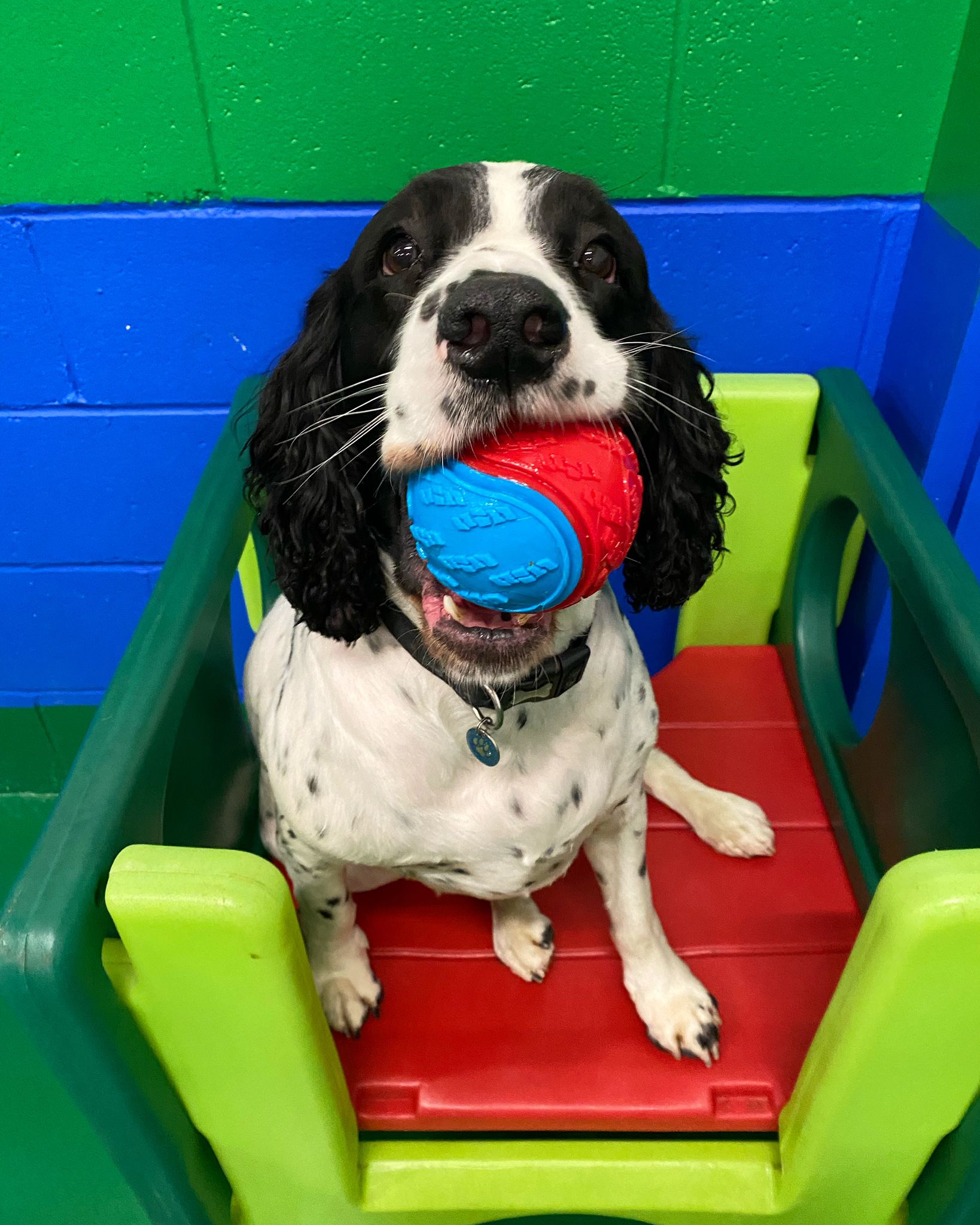 https://thedoggydaycarecentre.com/wp-content/uploads/2022/10/PHOTO-2022-09-28-16-58-02.jpg