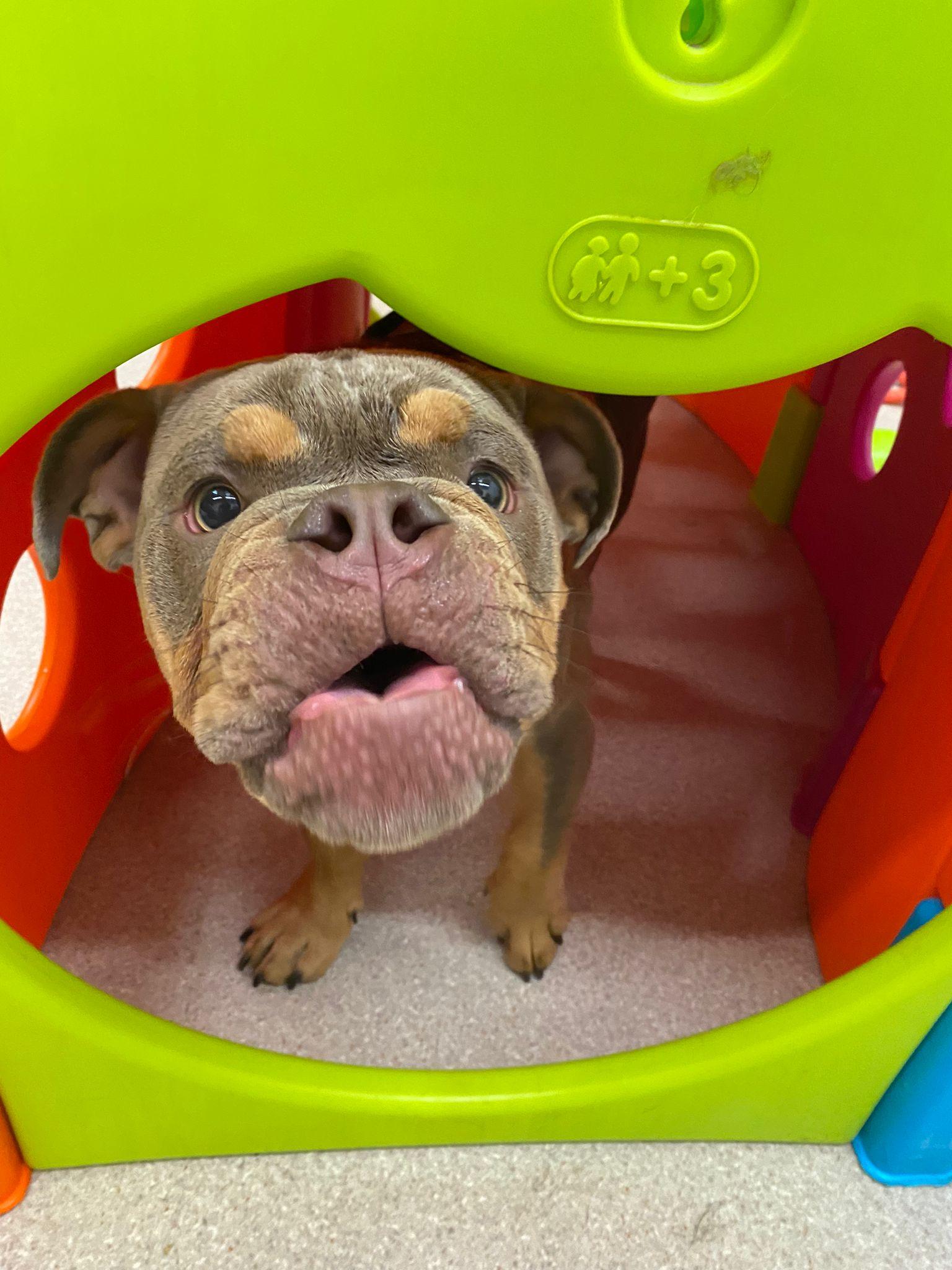 https://thedoggydaycarecentre.com/wp-content/uploads/2022/10/PHOTO-2022-09-28-17-03-21.jpg