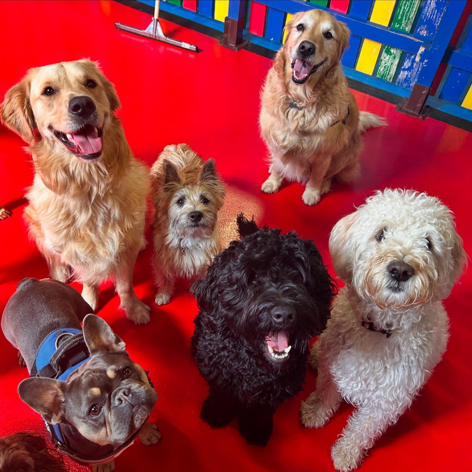 https://thedoggydaycarecentre.com/wp-content/uploads/2024/06/alnwick-page-2.jpg