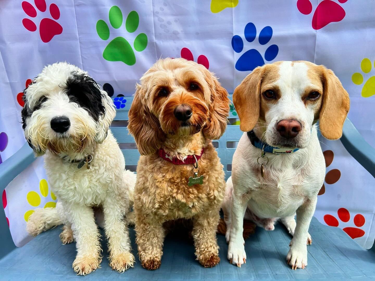 https://thedoggydaycarecentre.com/wp-content/uploads/2024/06/llc-page-1.jpg