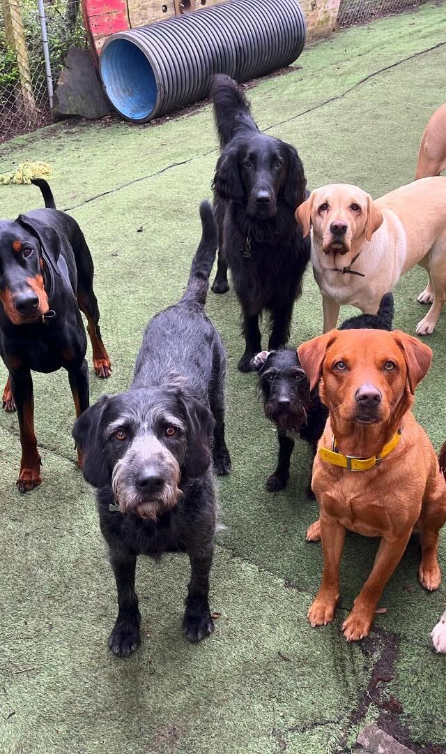 https://thedoggydaycarecentre.com/wp-content/uploads/2024/06/m-ddcc-640x1080.jpg