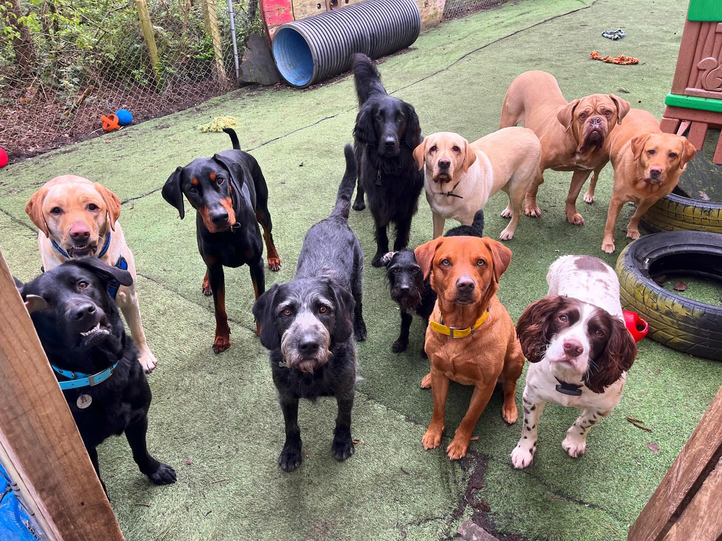 https://thedoggydaycarecentre.com/wp-content/uploads/2024/06/m-ddcc.jpg