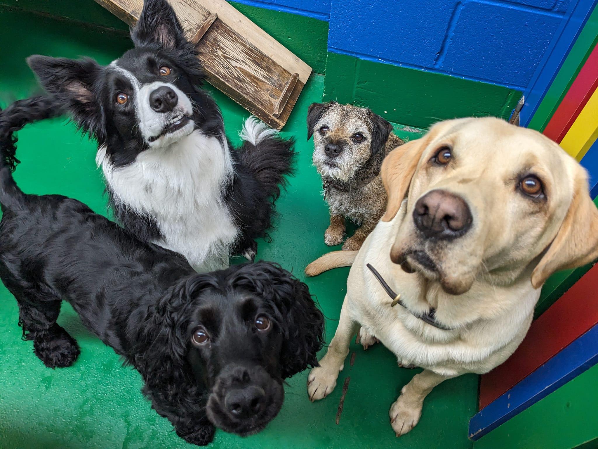 https://thedoggydaycarecentre.com/wp-content/uploads/2024/06/mddcc1.jpg