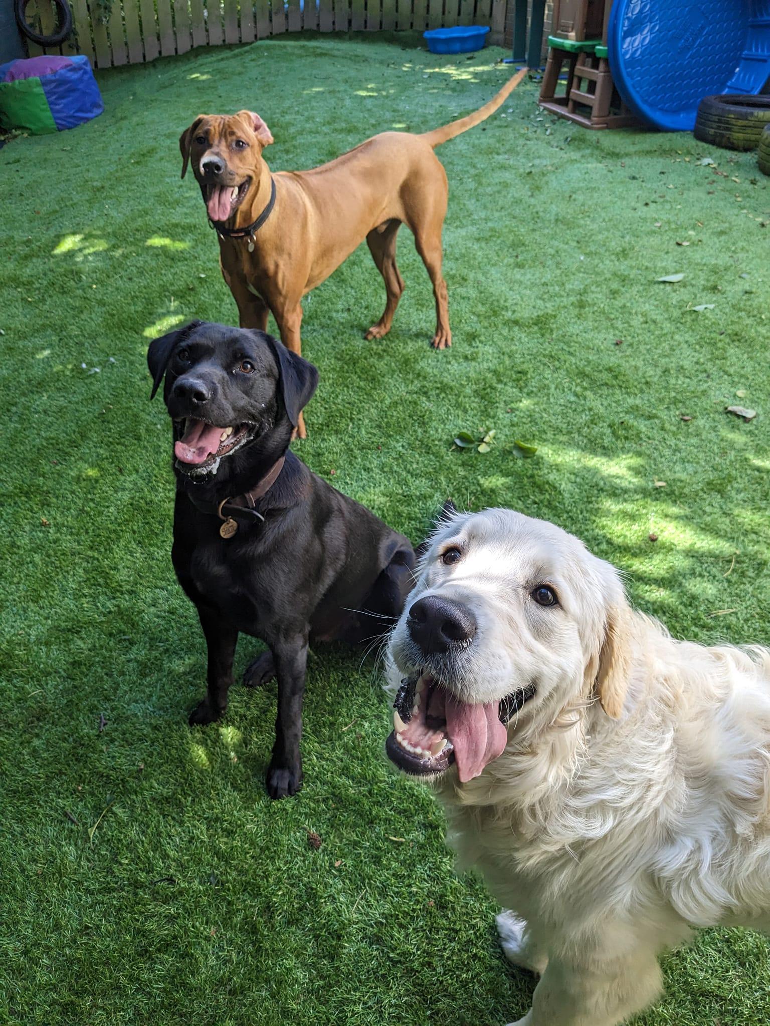 https://thedoggydaycarecentre.com/wp-content/uploads/2024/06/mddcc4.jpg