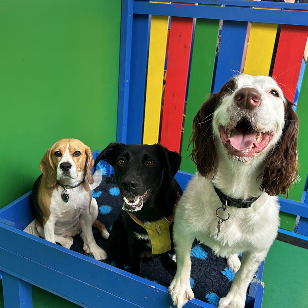 https://thedoggydaycarecentre.com/wp-content/uploads/2024/06/wb-page-1.jpg