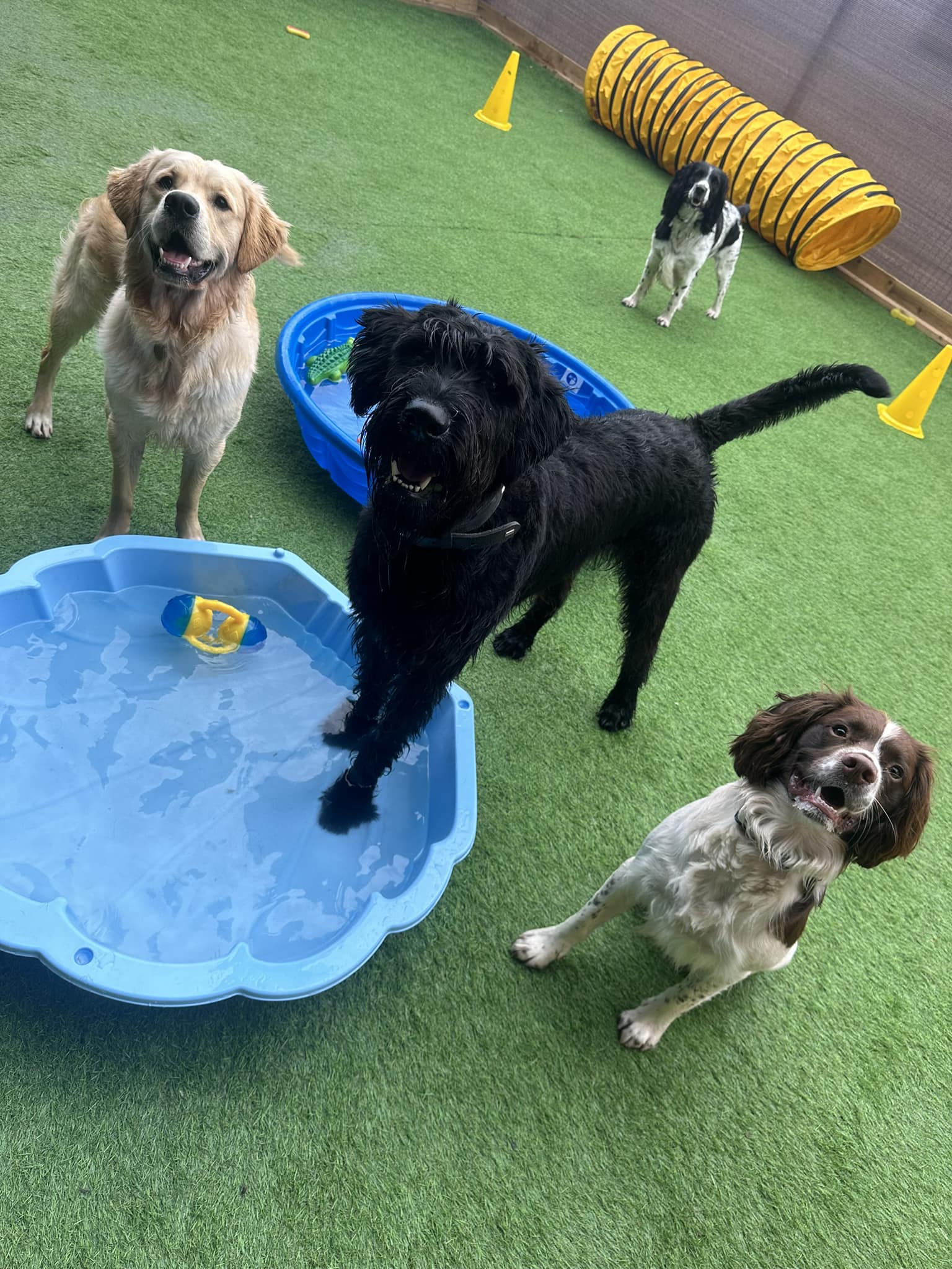 https://thedoggydaycarecentre.com/wp-content/uploads/2024/06/wb-page-2.jpg