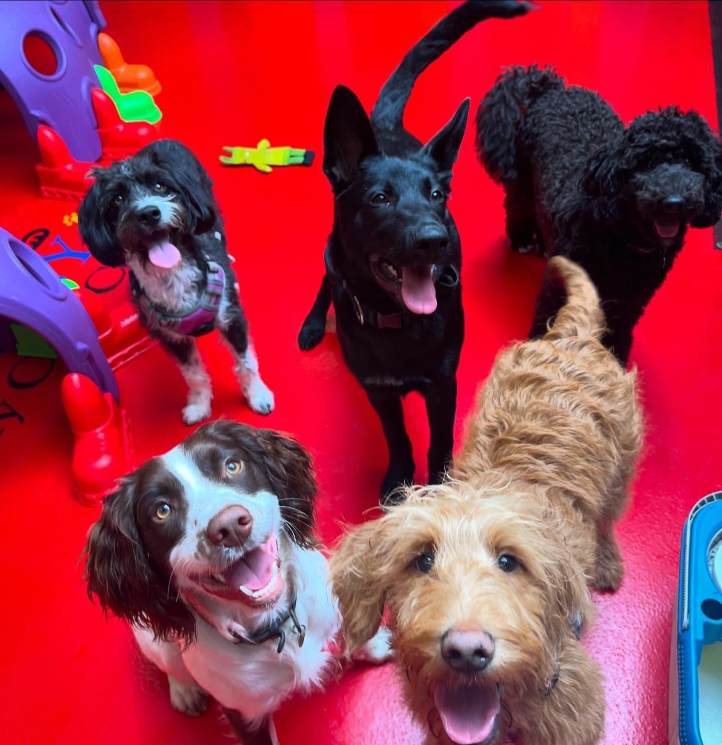 https://thedoggydaycarecentre.com/wp-content/uploads/2024/06/wb-page-3.jpg