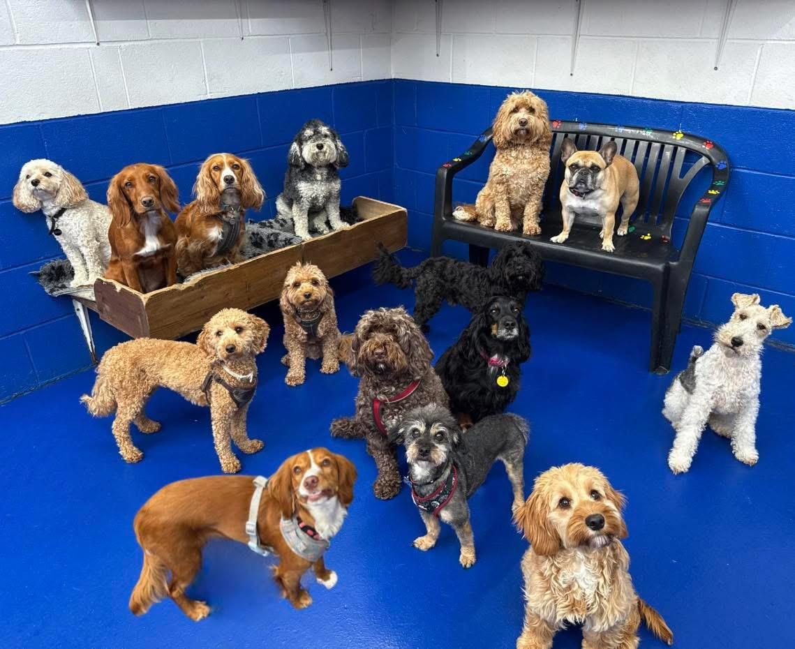https://thedoggydaycarecentre.com/wp-content/uploads/2026/02/IMG_5225.jpeg